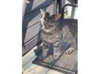 Adopt Ariel and Belle a Tiger Striped American Shorthair / Mixed (short coat)