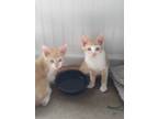 Adopt Pip and Popsey a Orange or Red Tabby Domestic Shorthair / Mixed (short