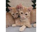 Adopt Asha a Orange or Red Domestic Mediumhair / Domestic Shorthair / Mixed cat