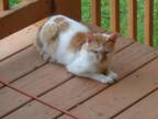 Adopt Bob a White (Mostly) Domestic Shorthair / Mixed (short coat) cat in Cato