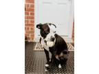 Adopt Frankie a Black - with White American Pit Bull Terrier / Boston Terrier /