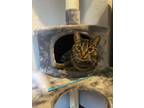 Adopt Willow a Brown Tabby Domestic Shorthair / Mixed (medium coat) cat in
