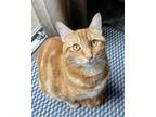 Adopt Axl a Orange or Red Domestic Mediumhair / Mixed (medium coat) cat in