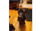 Adopt Luna a Brindle Labrador Retriever / American Pit Bull Terrier / Mixed dog