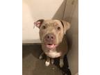 Adopt Fiona a Tan/Yellow/Fawn - with White American Staffordshire Terrier /
