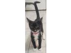Adopt Fiesta 7848 a Domestic Shorthair / Mixed cat in Dallas, TX (38611266)