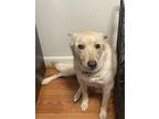 Adopt Daisy a White - with Brown or Chocolate American Eskimo Dog / Labrador