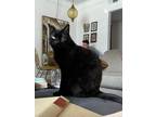 Adopt Binx a All Black Bombay / Mixed (short coat) cat in Nashville