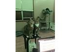 Adopt Fawn/Lyle a Brown Tabby American Shorthair / Mixed (short coat) cat in