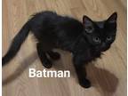 Adopt Batman a All Black Domestic Mediumhair / Mixed (long coat) cat in Clear