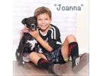 Adopt Joanna a Black Mixed Breed (Small) / Mixed dog in Montgomery