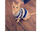 Adopt Mushu a Orange or Red Tabby Tabby (short coat) cat in Kansas City