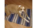 Adopt Murphy's Law a Brindle - with White Boxer / Black Mouth Cur / Mixed dog in