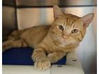 Adopt Gen a Orange or Red Domestic Shorthair / Domestic Shorthair / Mixed cat in