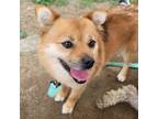 Adopt Dallim a Brown/Chocolate - with White Pomeranian / Mixed dog in Toronto