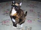 Adopt Cutiepie a Calico or Dilute Calico Calico / Mixed (medium coat) cat in El