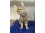 Adopt Spectrum a Brown or Chocolate Domestic Shorthair / Domestic Shorthair /