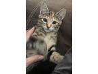 Adopt Samantha a Brown Tabby Tabby / Mixed (short coat) cat in Arlington