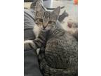 Adopt Alex a Gray or Blue Tabby / Mixed (short coat) cat in Arlington