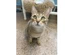 Adopt Solaire a Brown or Chocolate Domestic Shorthair / Domestic Shorthair /
