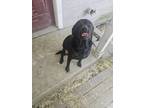 Adopt Bear a Black Labrador Retriever / Mutt / Mixed dog in Temple