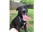 Adopt Playful Max a Black - with White Labrador Retriever / American Pit Bull