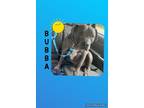 Adopt BUBBa a Gray/Silver/Salt & Pepper - with White Pit Bull Terrier / Mixed