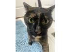 Adopt Pebbles a Tortoiseshell Domestic Shorthair / Mixed (short coat) cat in