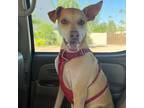 Adopt Tito a Tan/Yellow/Fawn Greyhound / Whippet / Mixed dog in Oak Grove