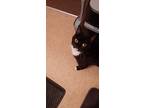 Adopt Nala a Black & White or Tuxedo Domestic Shorthair / Mixed (medium coat)