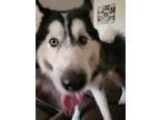 Adopt Joe a Black - with White Husky / Mixed dog in Hinesville, GA (38523555)