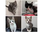 Adopt Tijuana Kittens! a Gray, Blue or Silver Tabby Domestic Shorthair / Mixed