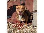 Adopt Tay 27212 a Brown/Chocolate Pit Bull Terrier dog in Joplin, MO (38406359)