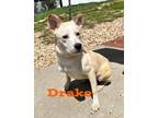 Adopt Drake 122537 a Tan/Yellow/Fawn Husky dog in Joplin, MO (38406341)