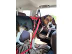 Adopt Titus a Tricolor (Tan/Brown & Black & White) Treeing Walker Coonhound /