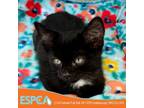 Adopt Bells a All Black Domestic Shorthair / Mixed cat in Enid, OK (38481013)
