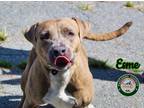 Adopt 23-06-1825 Esme a Pit Bull Terrier / Mixed dog in Dallas, GA (38426112)