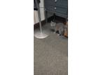 Adopt Zelda a Gray or Blue Domestic Shorthair / Mixed (medium coat) cat in