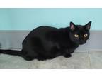 Adopt Marty a All Black Domestic Shorthair / Domestic Shorthair / Mixed cat in
