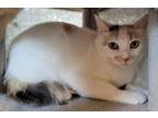 Adopt Sophie a White Domestic Shorthair / Domestic Shorthair / Mixed cat in