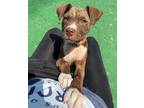 Adopt Dollup a American Pit Bull Terrier / Mixed Breed (Medium) / Mixed dog in