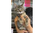 Adopt Blake a Brown Tabby Domestic Shorthair (short coat) cat in Fallbrook