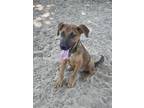 Adopt Cody a Labrador Retriever / Mixed Breed (Medium) / Mixed dog in Athens