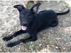 Adopt Mikey a Labrador Retriever / Mixed Breed (Medium) / Mixed dog in Athens