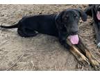 Adopt Allen a Doberman Pinscher / Great Dane / Mixed dog in Athens