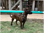 Adopt James a Corgi / Mixed Breed (Medium) / Mixed dog in Athens, TX (38623247)