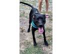 Adopt Niffler a Black - with White Labrador Retriever / Mixed dog in Niagara