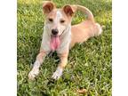 Adopt Daisy a Red/Golden/Orange/Chestnut - with White Australian Cattle Dog /