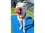 Adopt Mochi a White American Pit Bull Terrier / Mixed dog in Valley View