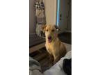 Adopt Delilah a Tan/Yellow/Fawn Labrador Retriever / Mixed dog in Woodstock